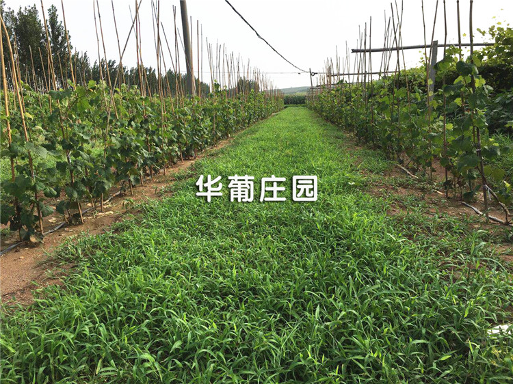 Q326C/Q328C/Q3210H1�Ď�ʽ����C